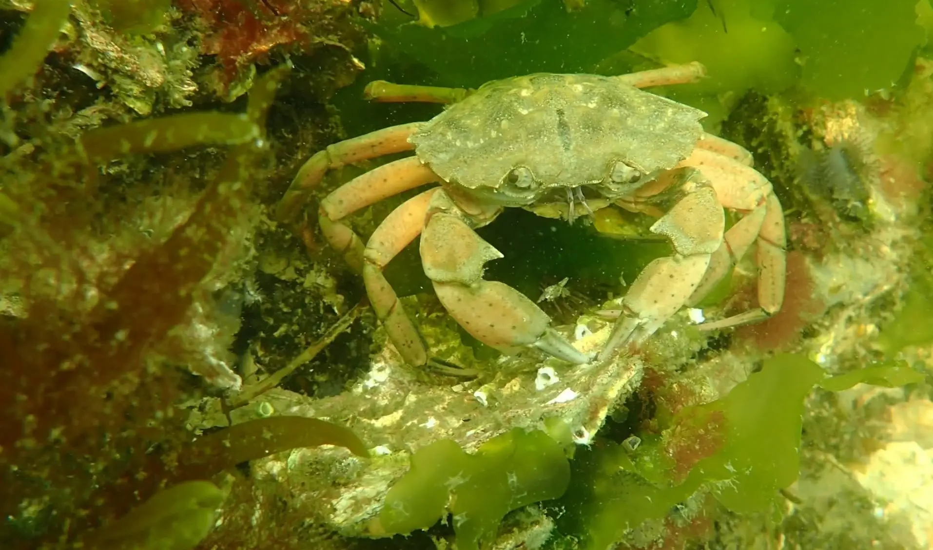 Fantasea Divers - Duiken leer je bij ons